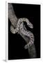 Elaphe Schrencki Schrencki (Amur Rat Snake)-Paul Starosta-Framed Photographic Print