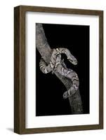 Elaphe Schrencki Schrencki (Amur Rat Snake)-Paul Starosta-Framed Photographic Print