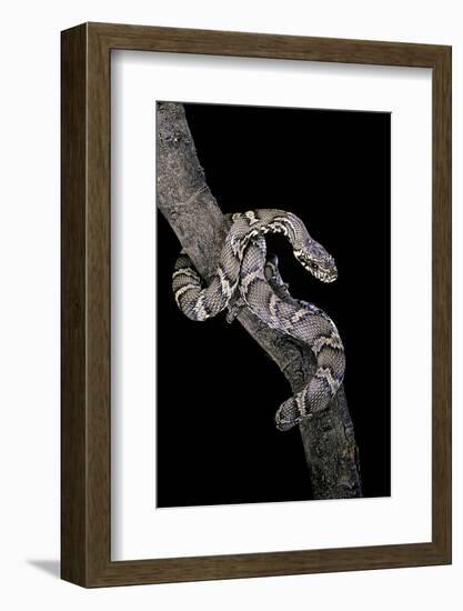 Elaphe Schrencki Schrencki (Amur Rat Snake)-Paul Starosta-Framed Photographic Print