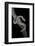 Elaphe Schrencki Schrencki (Amur Rat Snake)-Paul Starosta-Framed Photographic Print
