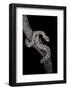 Elaphe Schrencki Schrencki (Amur Rat Snake)-Paul Starosta-Framed Photographic Print