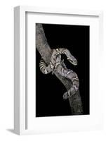 Elaphe Schrencki Schrencki (Amur Rat Snake)-Paul Starosta-Framed Photographic Print