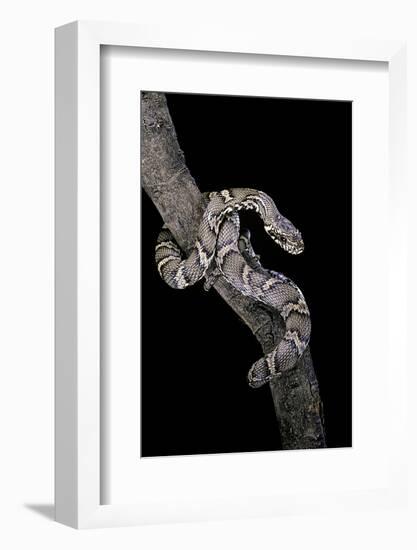 Elaphe Schrencki Schrencki (Amur Rat Snake)-Paul Starosta-Framed Photographic Print