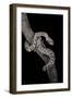 Elaphe Schrencki Schrencki (Amur Rat Snake)-Paul Starosta-Framed Photographic Print