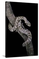 Elaphe Schrencki Schrencki (Amur Rat Snake)-Paul Starosta-Stretched Canvas