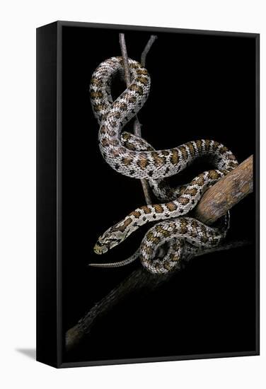 Elaphe Situla (Leopard Snake)-Paul Starosta-Framed Stretched Canvas