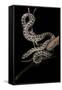 Elaphe Situla (Leopard Snake)-Paul Starosta-Framed Stretched Canvas