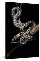 Elaphe Situla (Leopard Snake)-Paul Starosta-Stretched Canvas