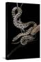 Elaphe Situla (Leopard Snake)-Paul Starosta-Stretched Canvas