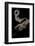 Elaphe Situla (Leopard Snake)-Paul Starosta-Framed Photographic Print