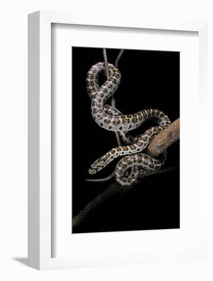 Elaphe Situla (Leopard Snake)-Paul Starosta-Framed Photographic Print