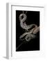 Elaphe Situla (Leopard Snake)-Paul Starosta-Framed Photographic Print