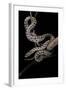 Elaphe Situla (Leopard Snake)-Paul Starosta-Framed Photographic Print