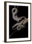 Elaphe Situla (Leopard Snake)-Paul Starosta-Framed Photographic Print