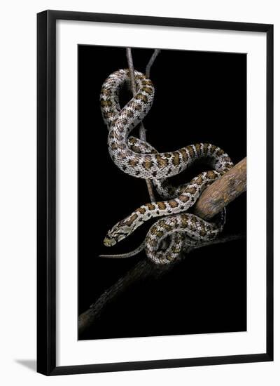 Elaphe Situla (Leopard Snake)-Paul Starosta-Framed Photographic Print