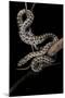 Elaphe Situla (Leopard Snake)-Paul Starosta-Mounted Photographic Print