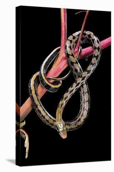 Elaphe Taeniura Friesi (Beauty Snake)-Paul Starosta-Stretched Canvas