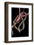 Elaphe Taeniura Friesi (Beauty Snake)-Paul Starosta-Framed Photographic Print