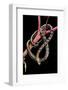 Elaphe Taeniura Friesi (Beauty Snake)-Paul Starosta-Framed Photographic Print