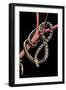 Elaphe Taeniura Friesi (Beauty Snake)-Paul Starosta-Framed Photographic Print