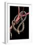 Elaphe Taeniura Friesi (Beauty Snake)-Paul Starosta-Framed Photographic Print