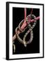 Elaphe Taeniura Friesi (Beauty Snake)-Paul Starosta-Framed Photographic Print