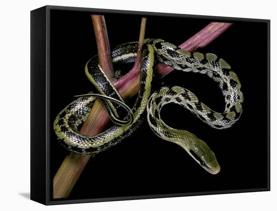 Elaphe Taeniura Friesi (Taiwan Beauty Snake)-Paul Starosta-Framed Stretched Canvas