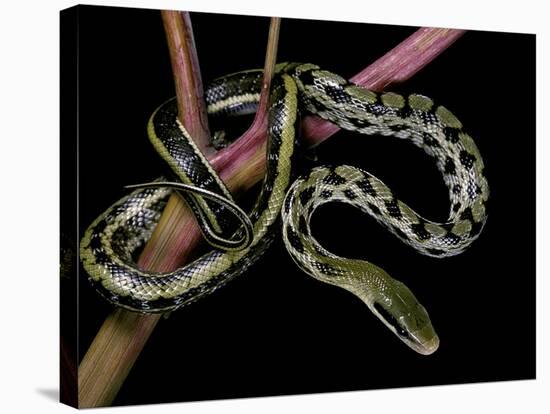 Elaphe Taeniura Friesi (Taiwan Beauty Snake)-Paul Starosta-Stretched Canvas