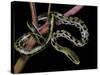 Elaphe Taeniura Friesi (Taiwan Beauty Snake)-Paul Starosta-Stretched Canvas