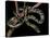 Elaphe Taeniura Friesi (Taiwan Beauty Snake)-Paul Starosta-Stretched Canvas