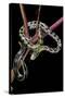 Elaphe Taeniura Friesi (Taiwan Beauty Snake)-Paul Starosta-Stretched Canvas