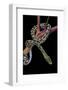 Elaphe Taeniura Friesi (Taiwan Beauty Snake)-Paul Starosta-Framed Photographic Print