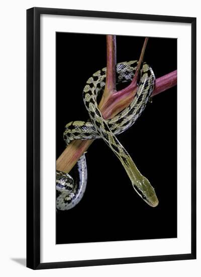Elaphe Taeniura Friesi (Taiwan Beauty Snake)-Paul Starosta-Framed Photographic Print