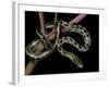 Elaphe Taeniura Friesi (Taiwan Beauty Snake)-Paul Starosta-Framed Photographic Print