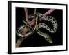 Elaphe Taeniura Friesi (Taiwan Beauty Snake)-Paul Starosta-Framed Photographic Print