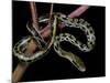 Elaphe Taeniura Friesi (Taiwan Beauty Snake)-Paul Starosta-Mounted Photographic Print