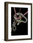 Elaphe Taeniura Friesi (Taiwan Beauty Snake)-Paul Starosta-Framed Photographic Print