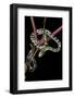 Elaphe Taeniura Friesi (Taiwan Beauty Snake)-Paul Starosta-Framed Photographic Print