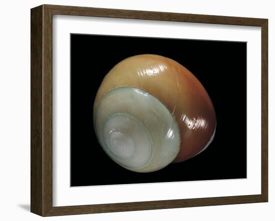 Elaphroconcha Conchlostyloides-Paul Starosta-Framed Photographic Print