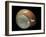 Elaphroconcha Conchlostyloides-Paul Starosta-Framed Photographic Print