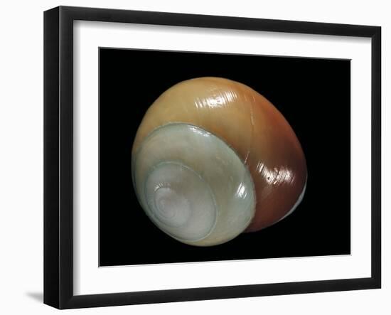 Elaphroconcha Conchlostyloides-Paul Starosta-Framed Photographic Print