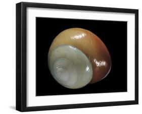 Elaphroconcha Conchlostyloides-Paul Starosta-Framed Photographic Print