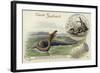 Elasmosaurus and Boa Constrictor-null-Framed Giclee Print