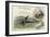 Elasmosaurus and Boa Constrictor-null-Framed Giclee Print