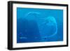 Elasmosaurus Marine Reptiles-Chris Butler-Framed Premium Photographic Print