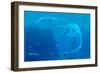 Elasmosaurus Marine Reptiles-Chris Butler-Framed Photographic Print