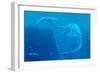 Elasmosaurus Marine Reptiles-Chris Butler-Framed Photographic Print