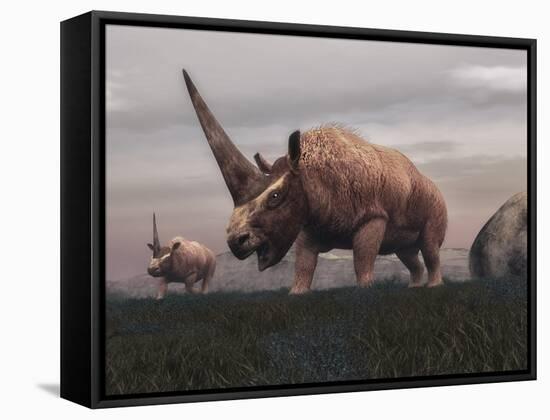 Elasmotherium Dinosaurs Grazing in the Steppe Grass-Stocktrek Images-Framed Stretched Canvas