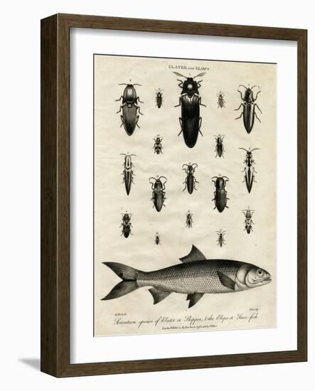 Elater (Click Beetle) and Elops Saurus-J Pass-Framed Art Print