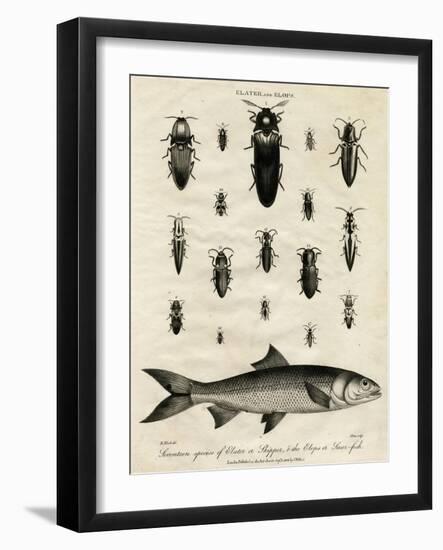 Elater (Click Beetle) and Elops Saurus-J Pass-Framed Art Print